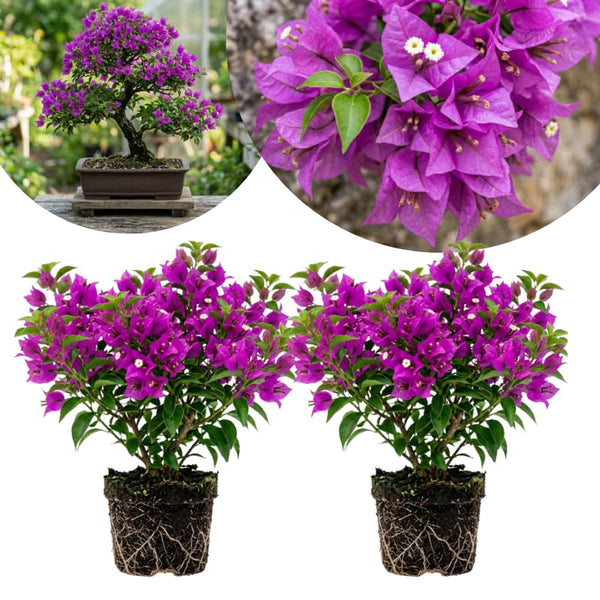 2 Purple Bougainvillea Plants Live, Rooted Vine Starter, 4-7 Inch Tall