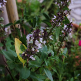 2 Cinnamon Basil Plants Live, 3-6 Inches Tall