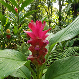 2 Red Ginger Live Plants, Ornamental Flowering Ginger Plant for Indoor Outdoor, Colorful Blooming Gingers 4-6 Inches