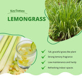 5 Lemongrass Plants, Lemon Grass Live Plant, 4-6 Inch Tall