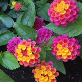 Set 2 Mixed Color Lantana Live Plant 4-6 Inches Tall