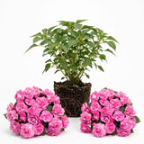 2 Random Impatiens Live Plants, 5-7 Inch Tall