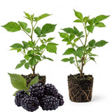 2 Sweet BlackBerry Plants Live, Sweet BlackBerry Bushes, 4-7 Inch Tall