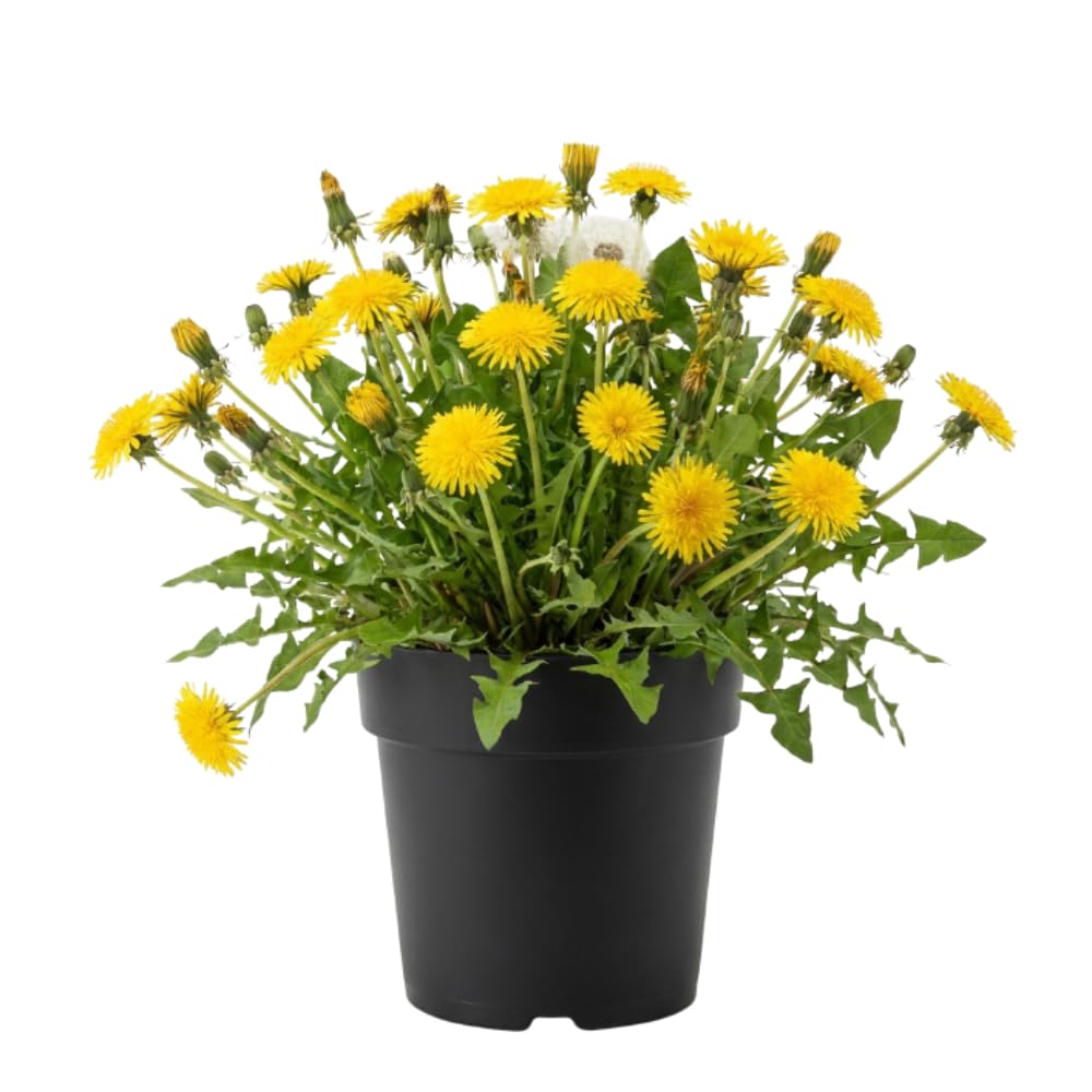 Yellow Dandelion Herb Live Plant, Edible Herb Flower Plant, 4-7 Inch Tall