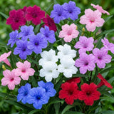 4 Mixed Mexican Petunia Plants Live, Hardy Perennial Flowers, 4-6 Inch Tall