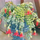 2 Trailing Cotyledon Pendens Live Plants, Houseplant, 2 Inch Pot