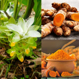 8 Turmeric Roots for Planting, Live Rhizomes Turmeric Curcuma Longa