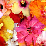 4 Mixed Hibiscus Plant Live, Tropical Flower Shrub, 4-6" Tall