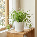 Spider Plant, Variegated Spider Plant Live, 4-6 Inc Tall, Green White Foliage Houseplant for Decoration, No Pot