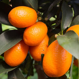 Sweet Kumquat Tree Live, Sweet Citrus Tree, 1-2 Ft Tall, 1 Gallon Pot