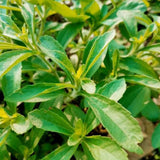 2 Sweet Live Stevia Plants, 4-6 Inch Tall