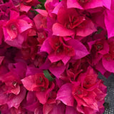 Set 2 Double Red Bougainvillea Live Plant 5-7 Inch Tall