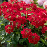 Set of 3 Live Red Verbena Plant 4-7 Inch Tall