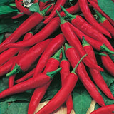 Red Pepper Plants Live, Live Seedling, 4-7 Inch Tall, 4 Inch Pot