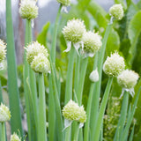 Set 3 Chive Roots, Ready to Grow