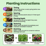 2 Sweet Boysenberry Live Plants, Starter Plant, 4-6 Inch Tall