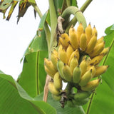 NAM Wah Banana Plant Live, Live Starter Plant, 4-6 Inch Tall