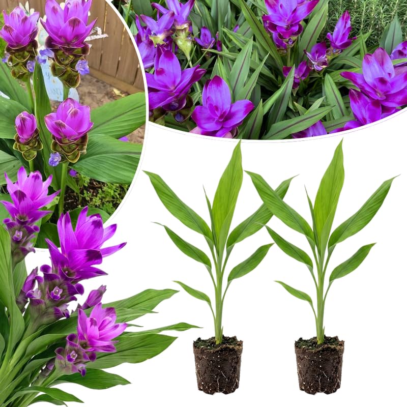2 Purple Ginger Live Plants, Ornamental Flowering Ginger Plant for Indoor Outdoor, Colorful Blooming Gingers 4-6 Inches