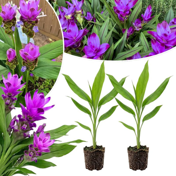 2 Purple Ginger Live Plants, Ornamental Flowering Ginger Plant for Indoor Outdoor, Colorful Blooming Gingers 4-6 Inches