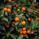 Grafted Orange Satsuma Tree Live Plant, 2-3 Ft Tall