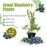 2 Jewel Blueberry Plants Live, Sweet Berry Shrub, 4-6 Inch Tall