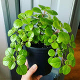 2 Green Live Swedish Ivy Plectranthus Plants, Houseplant, 4-6 Inch Tall