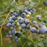 2 Jewel Live Blueberry Plants, Home Garden Plant, 4-7 Inch Tall