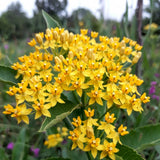 2 Yellow Milkweed Live Plants, Asclepias Tuberosa, 4-6 Inch Tall