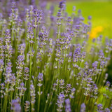 2 Purple Live Lavender Plants, Garden Plant, 4-7 Inch Tall