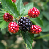 2 Navaho Black Berry Plants, Blackberries Bush, 4-6 Inch Tall