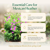 2 Purple Mexcian Heather Plant 5-7 Inch Tall