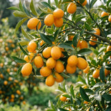 Meiwa Kumquat Tree Live, Ready to Grow, 1-2 Ft Tall, 1 Gallon Pot