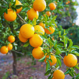 Valencia Orange Tree Live Plant, 1-2Ft Tall, Fruit Tree, 1 Gallon Potted