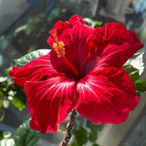 Set of 3 Hardy Hibiscus Live Plants, Bright Red Hibiscus Plant, 4–6" Tall