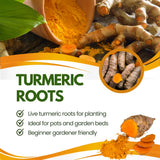 10 Turmeric Roots, Curcuma Turmeric Rhizomes for Planting