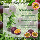 Purple Passionfruit Live Plant, Starter Plant, 4-6 Inch Tall