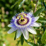 2 Blue Live Passion Flower Plants, Ready to Grow Plant, 4-7 Inch Tall