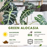 Green Alocasia Live Plant, Outdoor Garden Plant, 2-4 Inch Tall