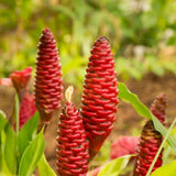 2 Ginger Plants Live, Fragrant Culinary Herb Plant, 3-5 Inch Tall