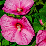 4 Pink Hibiscus Live Plants, Flower Plant, 4-8 Inch Tall