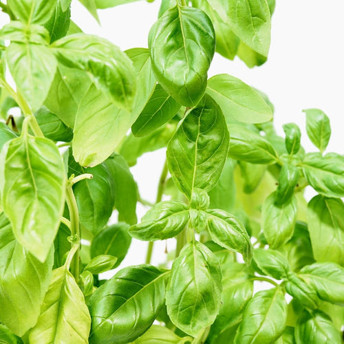2 Blue Spice Basil Plants Live, 3-6 Inches Tall