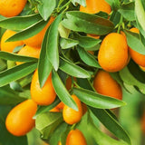 Kumquat Tree, 1-2 Feet Tall