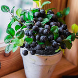 6 Huckleberry Live Plants, Sweet Edible Berry Bush, 1-3 Inch Tall