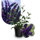 Deep Blue Purple Buddleia Plant Live, Fragrant Butterfly Bush, 5-8" Tall