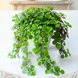 2 Green Live Swedish Ivy Plectranthus Plants, Houseplant, 4-6 Inch Tall