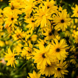 1 Pound Jerusalem Artichoke Tubers, High Yield Sunchoke Roots