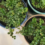 Live String of Turtles Plant, Potted Succulent, 3-5 Inch Tall, 2 Inch Pot