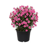 6 Pink Mexican Petunia Flower Live Plants, Flowering Plant, 4-6 Inch Tall