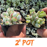 2 Trailing Cotyledon Pendens Live Plants, Houseplant, 2 Inch Pot