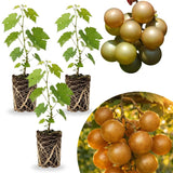 3 Muscadine Grape Plants Live for Planting, Starter Plants, 3-5" Tall, No Pot, Cold Hardy, Tree Grape Vines Fruit for Spring Growing (Bronze)